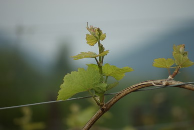Riesling